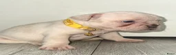 French Bulldog dogs for sale: Stunning French bulldog puppies  - Advert 8