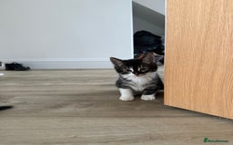 Bengal cats for sale: Bengal x Kittens - Image 3