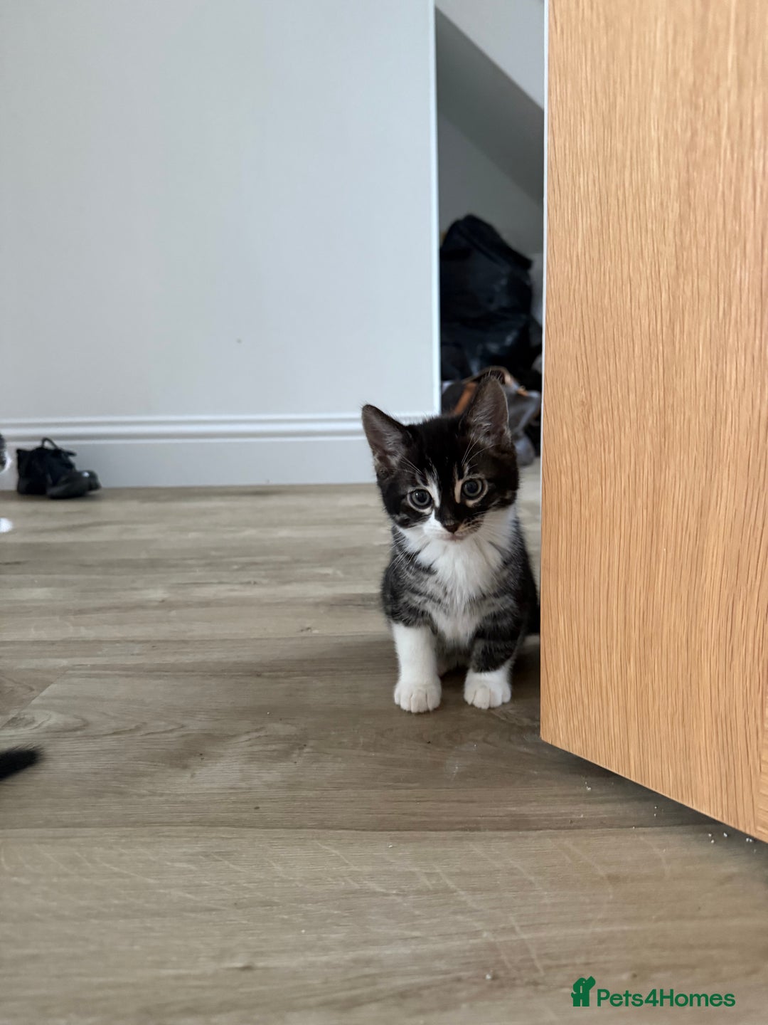 Bengal cats for sale: Bengal x Kittens - Image 3