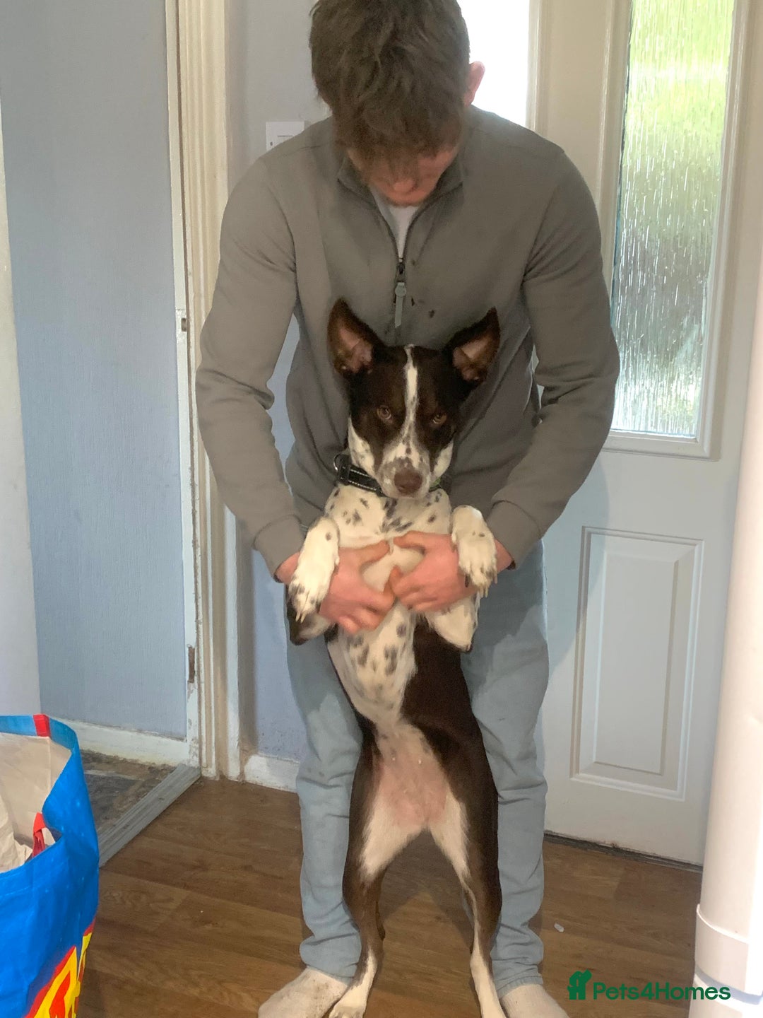 Mixed Breed dogs for sale: Border collie X Cattle Dog  - Advert 3