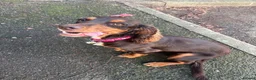 Cocker Spaniel dogs for sale: Working male cocker spaniel in Leigh - Advert 1