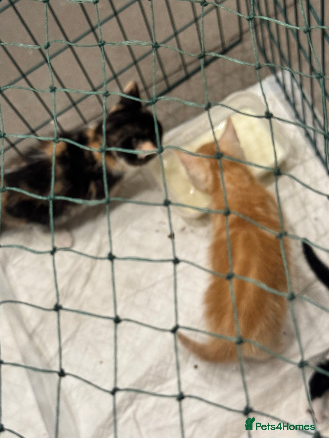 Bengal cats for sale: Bengal and British shorthair mix ginger kitten - Advert 16