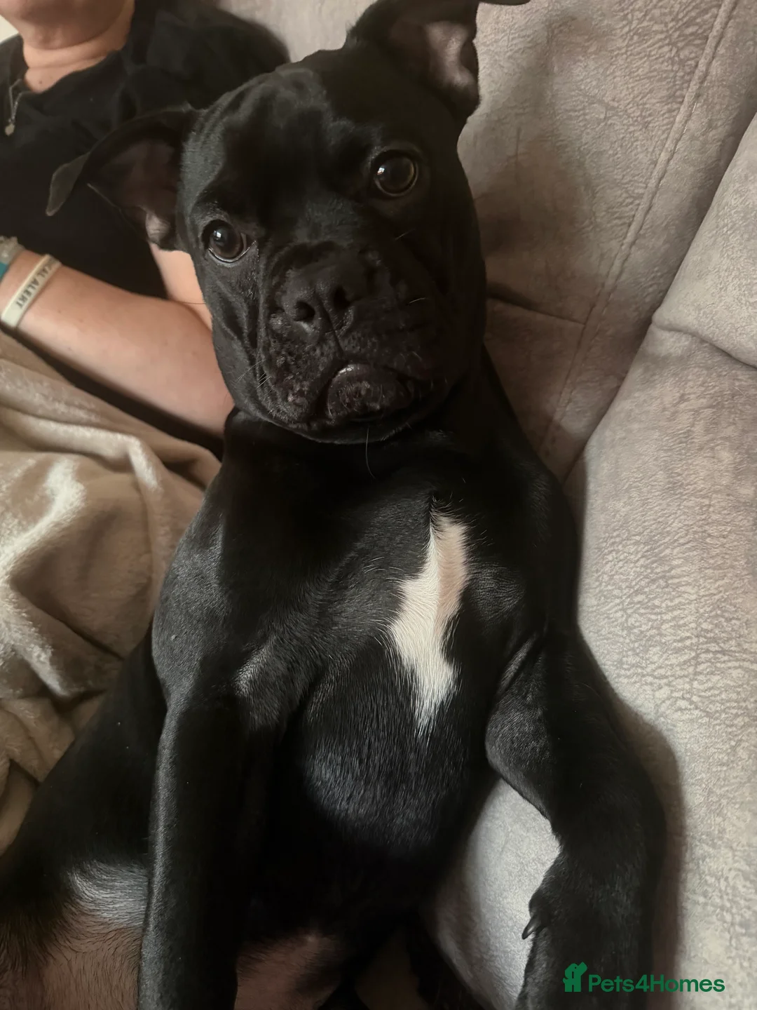 Mixed Breed dogs for sale: Frenchie x Beagle (9 month Old Puppy) - Advert 2
