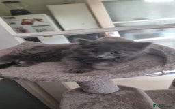Mixed Breed cats for sale: Loving kittens for sale - Image 3