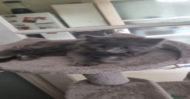 Mixed Breed cats - Advert 12