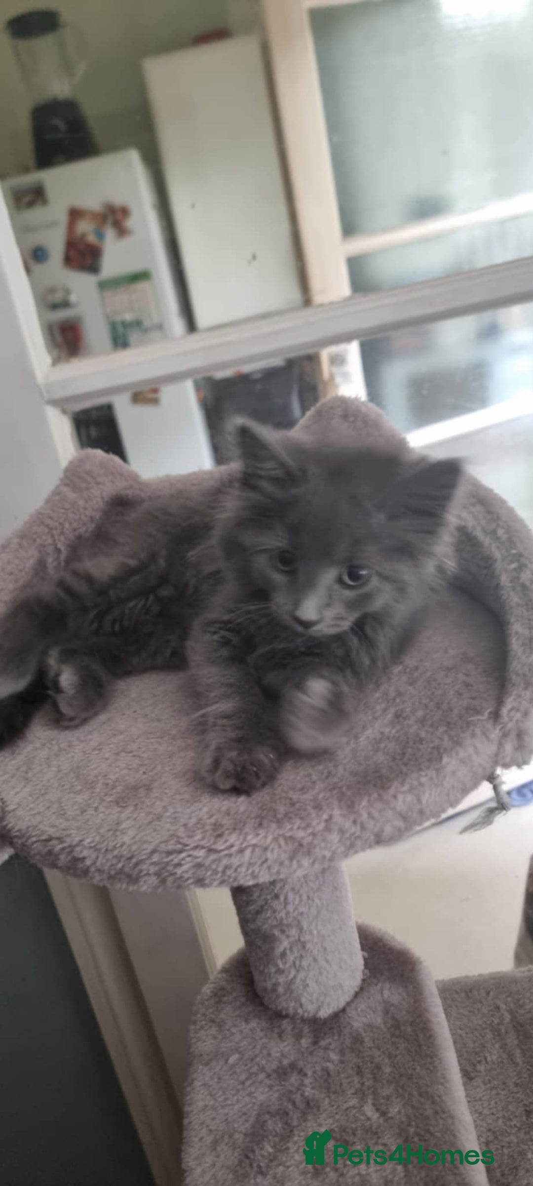 Mixed Breed cats for sale: Loving kittens for sale - Image 3