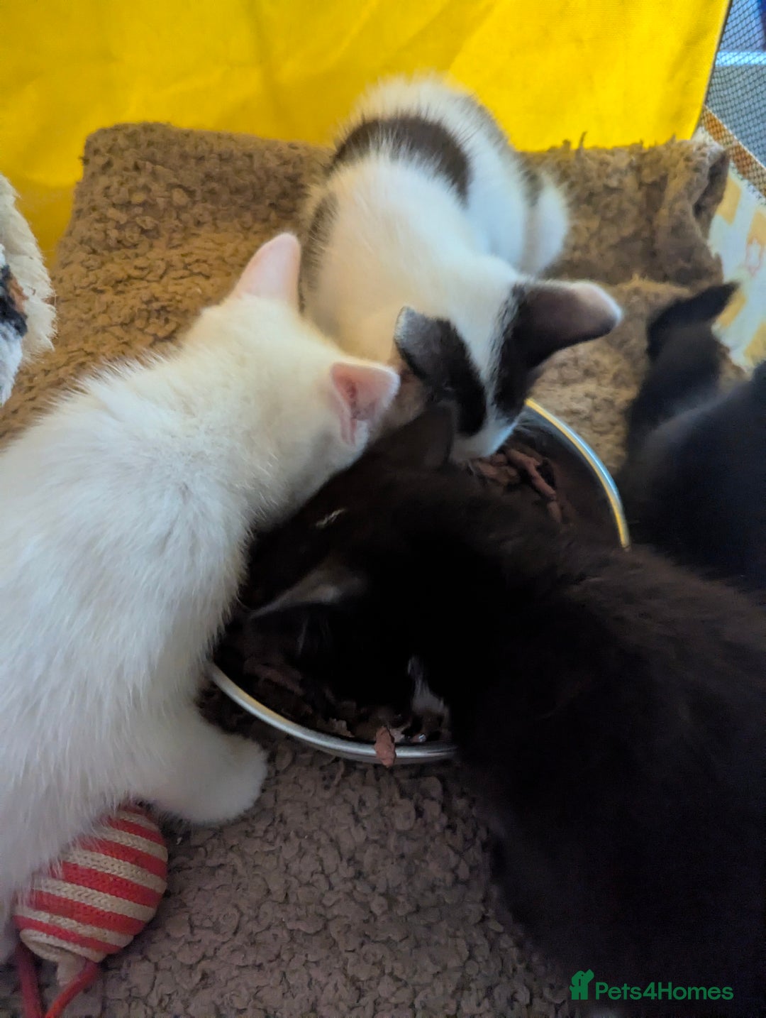 Domestic Shorthair cats for sale: Beautiful kittens ready for their forever home  - Image 3