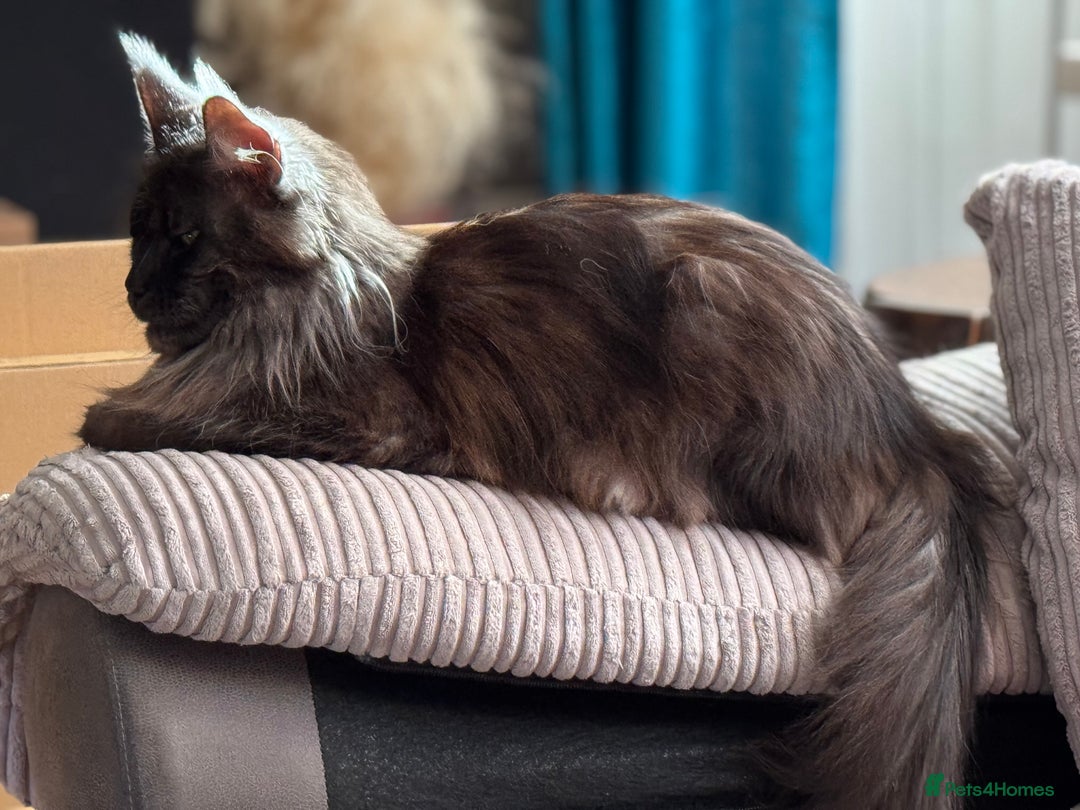 Maine Coon cats for sale: Adorable pure breed Maine coon Kittens’s for sale - Advert 1