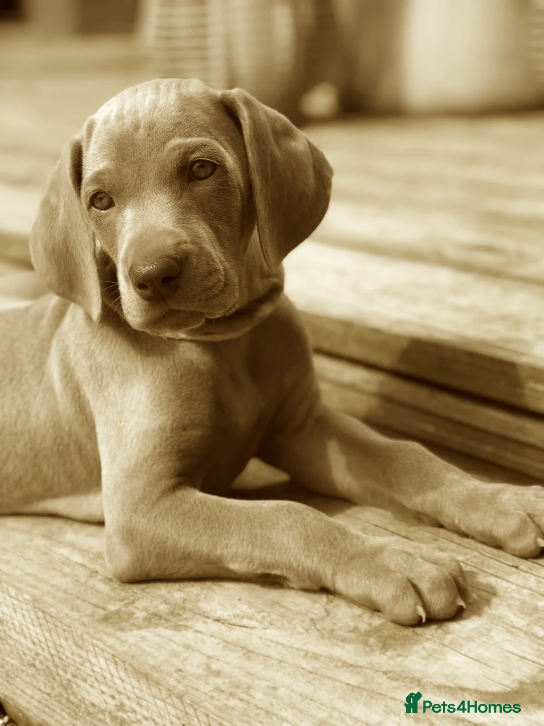 Weimaraner dogs for sale: HUNTER SPIRIT GUNDOGS - Advert 18