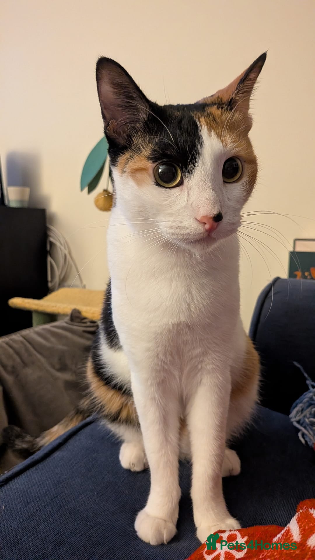 Arabian Mau cats for adoption: Female Rescue Cat for Adoption - Advert 2