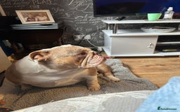 English Bulldog dogs for sale: Bella Baby - Image 14