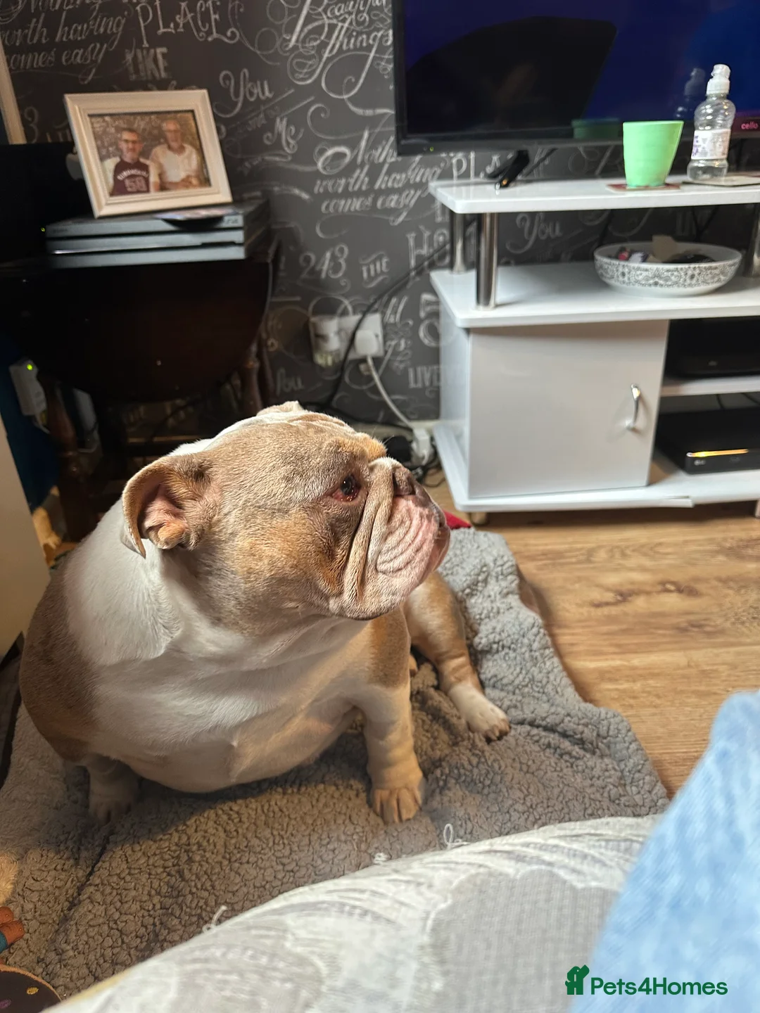 English Bulldog dogs for sale: Bella Baby - Advert 14