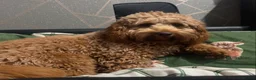 Cockapoo dogs for sale: Cockapoo puppies - Advert 2