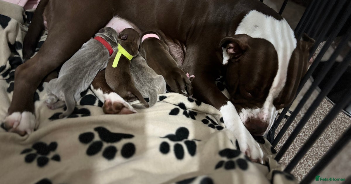 Staff Ridgeback American staff X Doberman X ridgeback puppy’s for sale in Cleckheaton ...