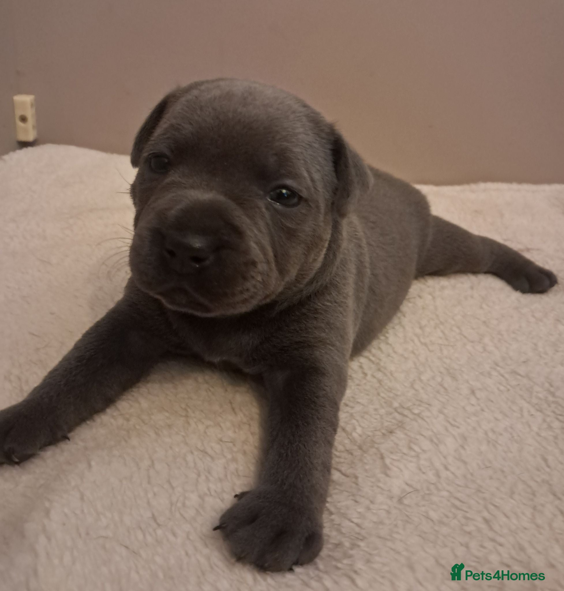 Staffordshire Bull Terrier dogs Short Blue boy - Advert 3