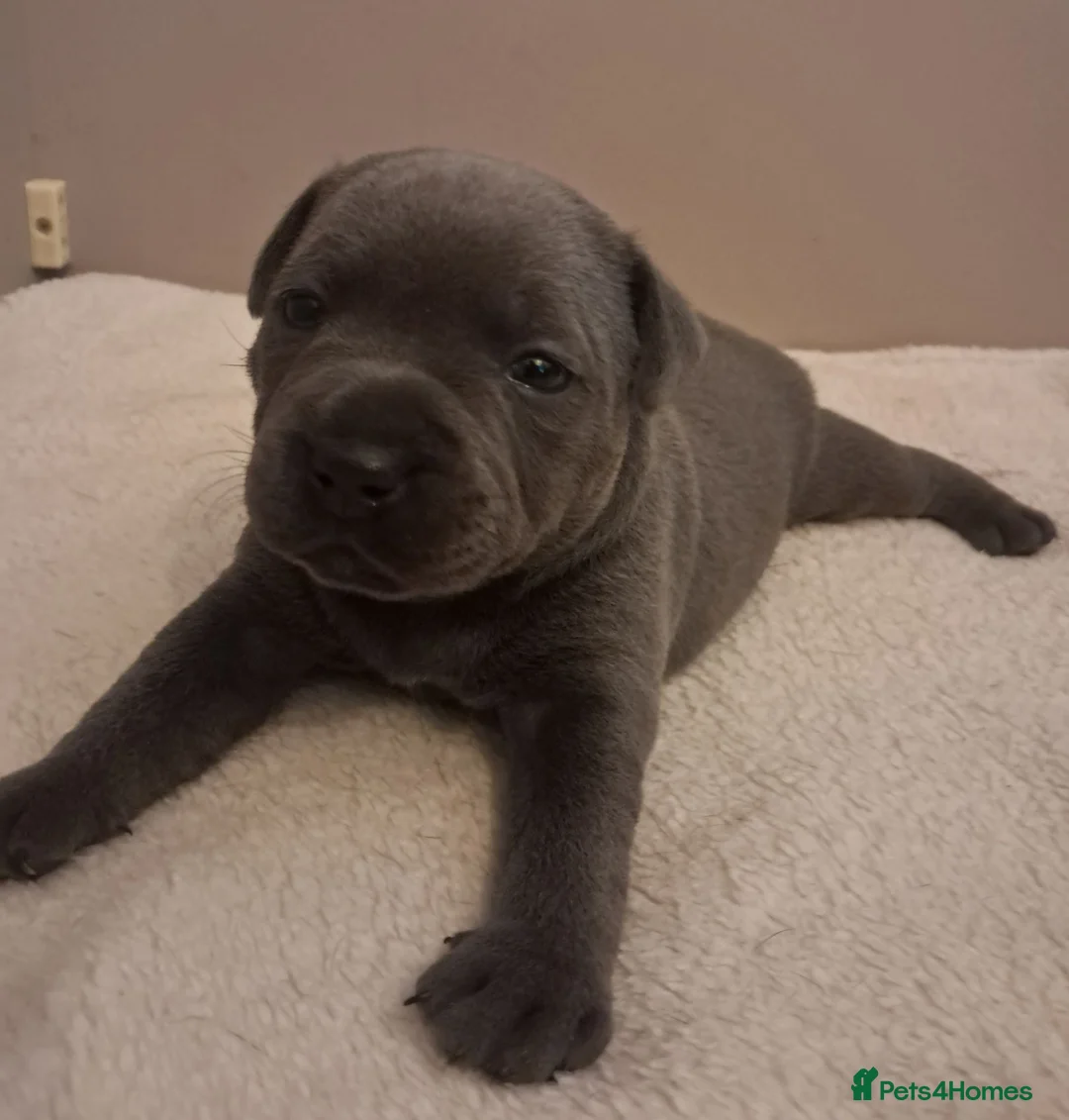 Staffordshire Bull Terrier dogs for sale: Short Blue boy - Advert 1