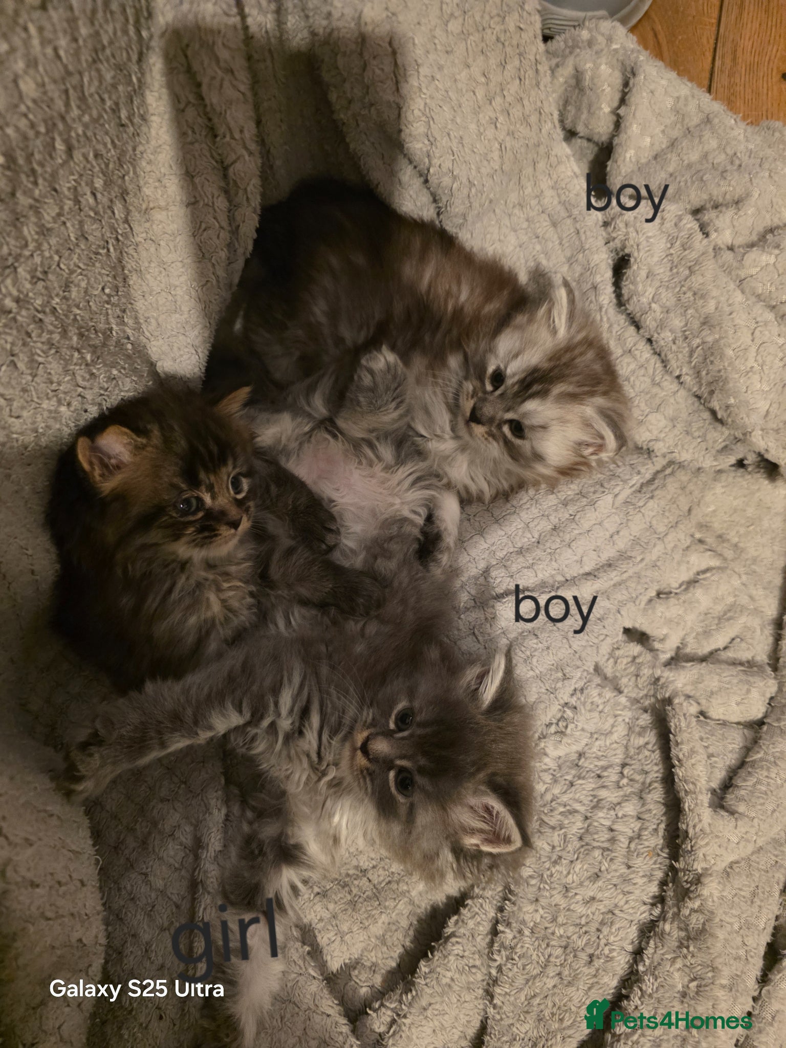 Maine Coon cats  Pure Maine coon kittens  - Advert 12