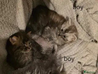 Maine Coon cats Pure Maine coon kittens - Advert 12