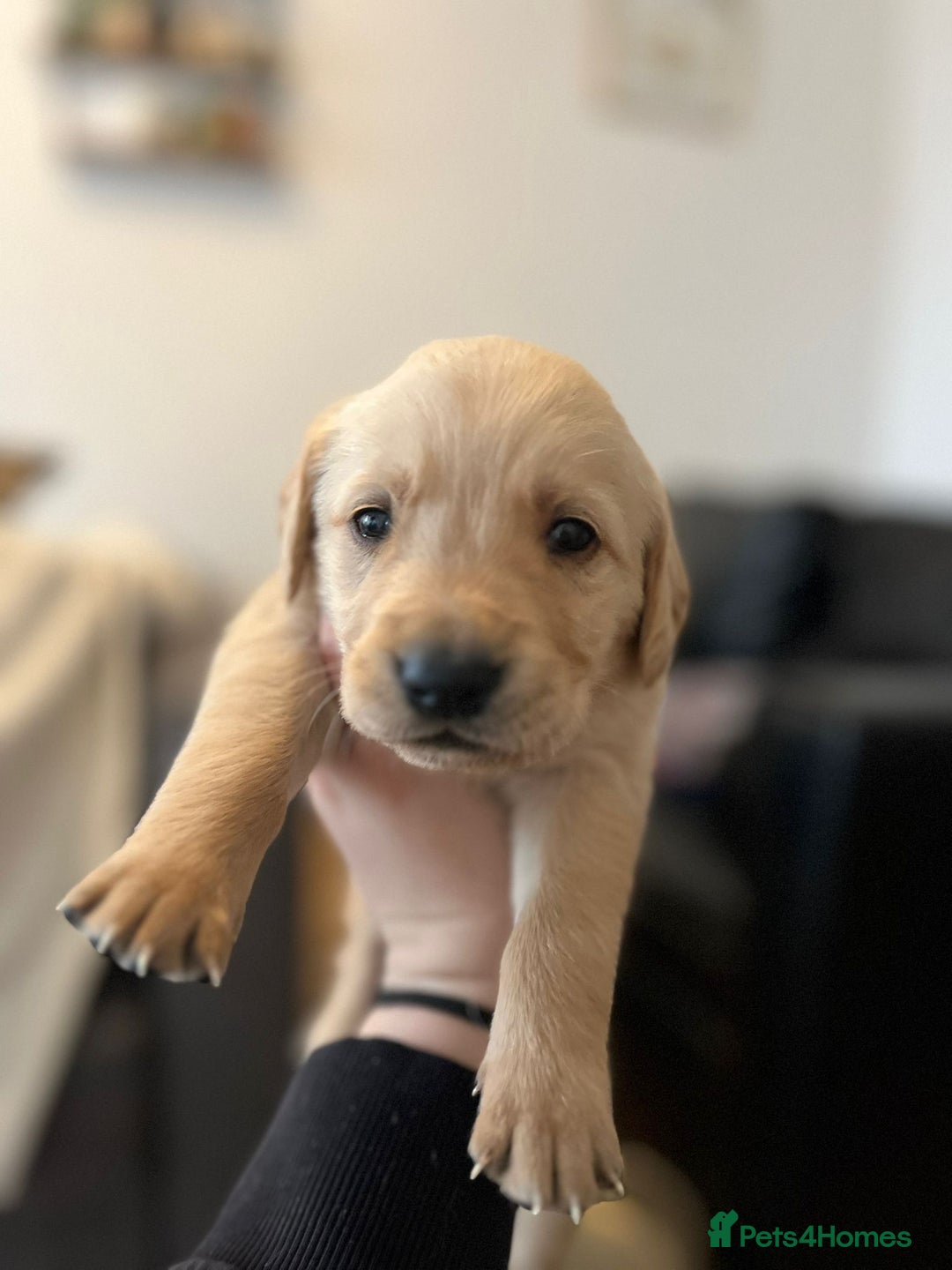 Goldador dogs for sale: Beautiful black and golden goldador puppies  - Image 4