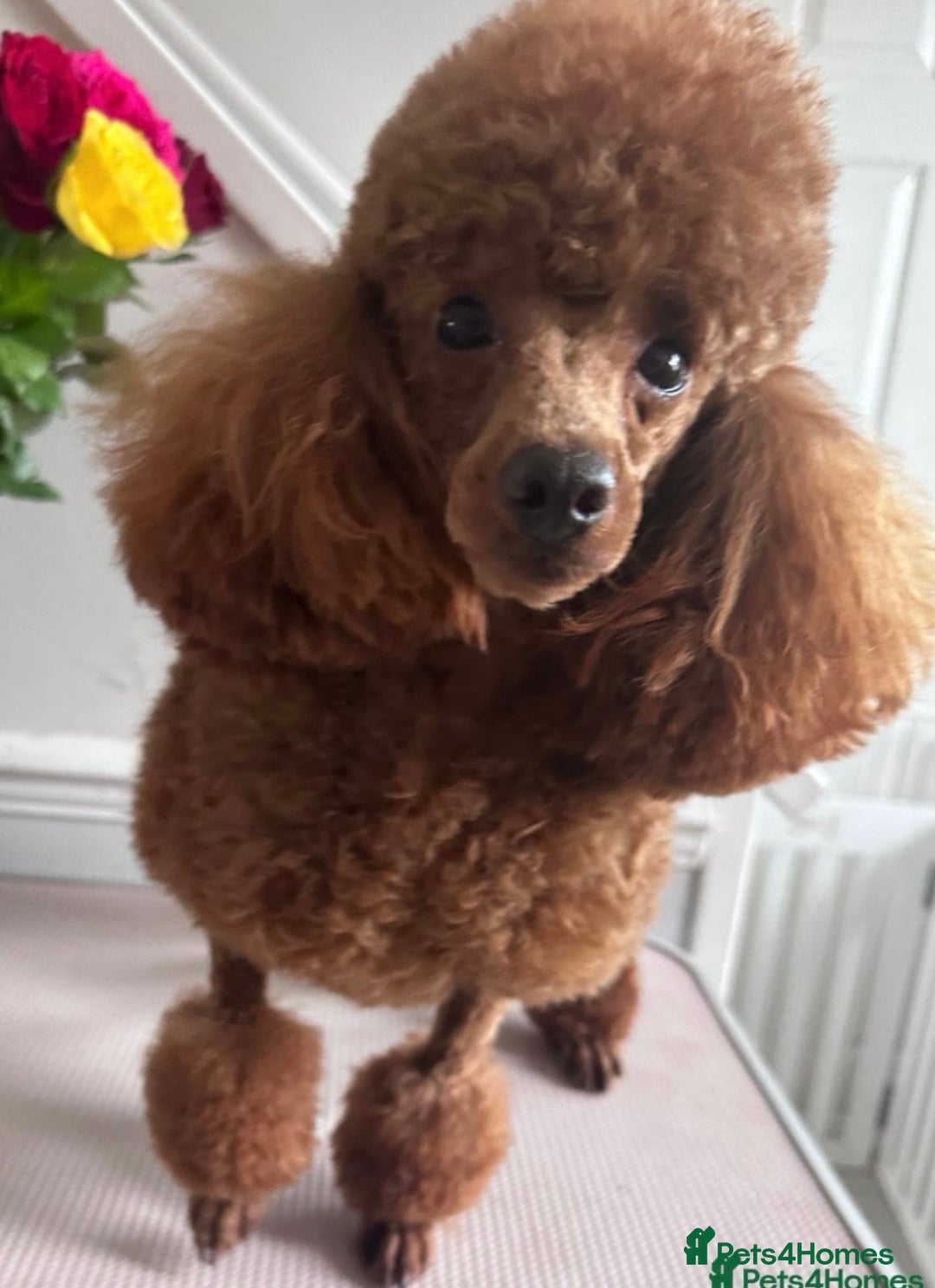 Toy Poodle dogs for sale: Toy poodles arriving soon  - Image 3
