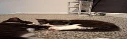 Mixed Breed cats for sale: Kittens for sale - Advert 21