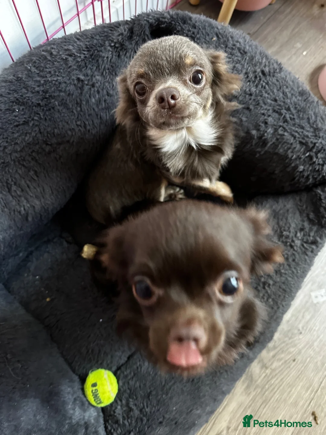 Chihuahua dogs for sale: 2 Chichi Sisters Looking for a Forever Home 🐾❤️ in Hull - Advert 2