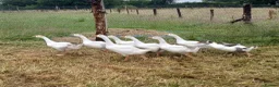 Geese poultry for sale: Embden x toulouse goslings - Advert 2