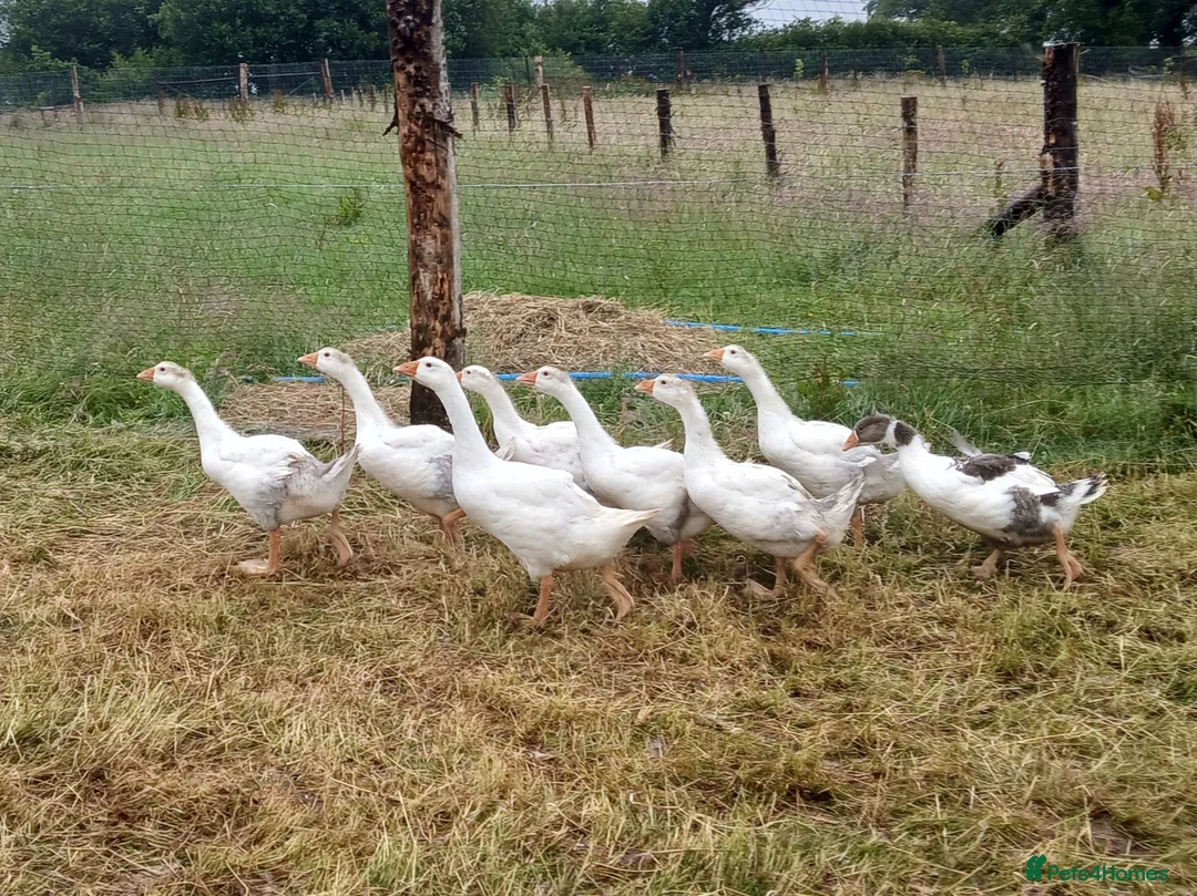 Geese poultry for sale: Embden x toulouse goslings - Advert 2