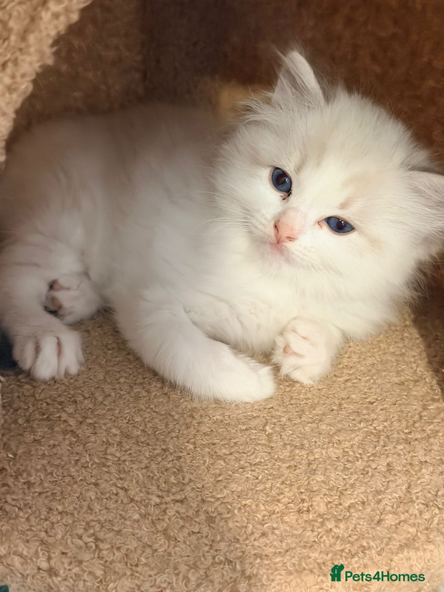 Ragdoll cats  One Huge ragdoll kitten looking for a  home  - Advert 8