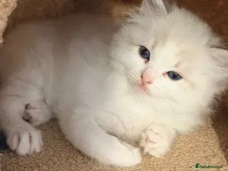 Ragdoll cats One Huge ragdoll kitten looking for a home - Advert 15