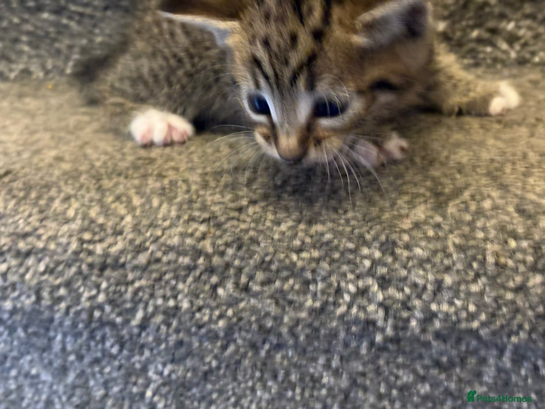 Mixed Breed cats for sale: 2 gorgeous kittens - Image 4