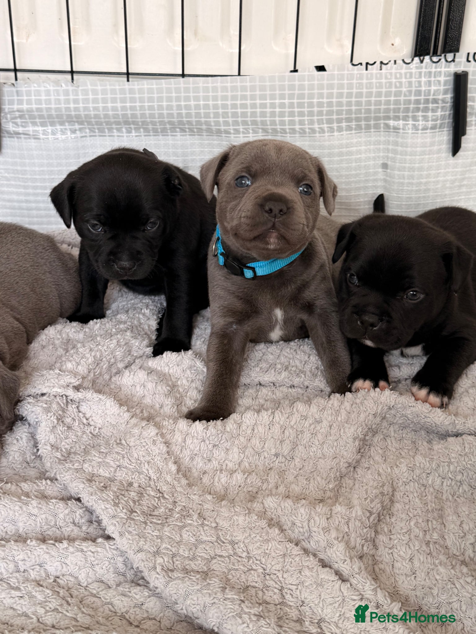 Staffordshire Bull Terrier dogs KC REG CHAMPION Staffordshire bull terrier puppies - Advert 5