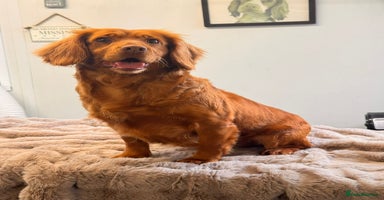 Cocker Spaniel dogs - Advert 14