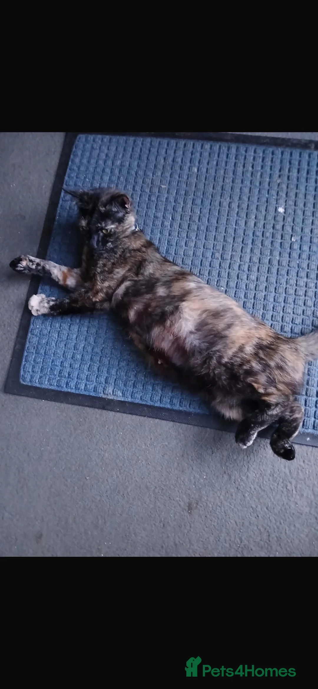 Mixed Breed cats for sale: 3 🐾 Kittens looking for their forever homes! 🐾 - Advert 5