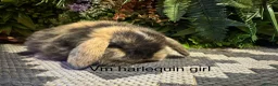 Mini Lop rabbits for sale: Pure bred mini lops ready to preorder  - Advert 5