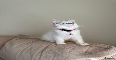 Ragdoll cats - Advert 1