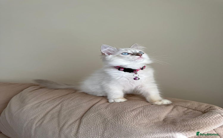 Ragdoll cats - Advert 1