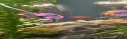Platies fish for sale: Baby Platies for Sale in Newton Abbot - Advert 2