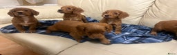 Cocker Spaniel dogs for sale: Stunning Cocker Spaniel Puppies - Advert 13