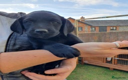 Labrador Retriever dogs for sale: Labrador Puppies  - Image 14