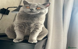 British Shorthair cats for sale: British shorthair female  - Image 3