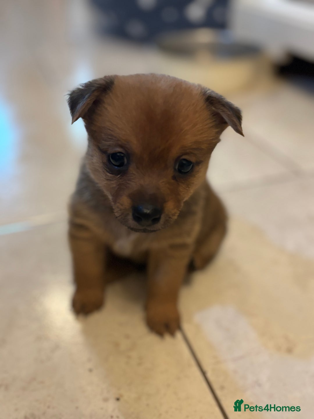 Mixed Breed dogs for sale: Jackaranian puppies - Advert 6