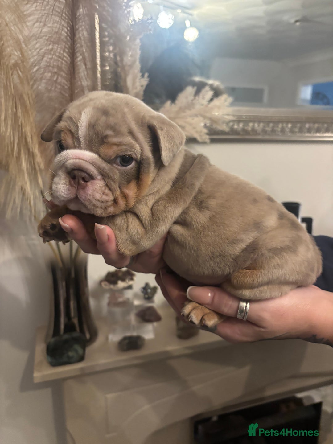 English Bulldog dogs for sale: Amazing quality British bulldog pups  - Advert 6