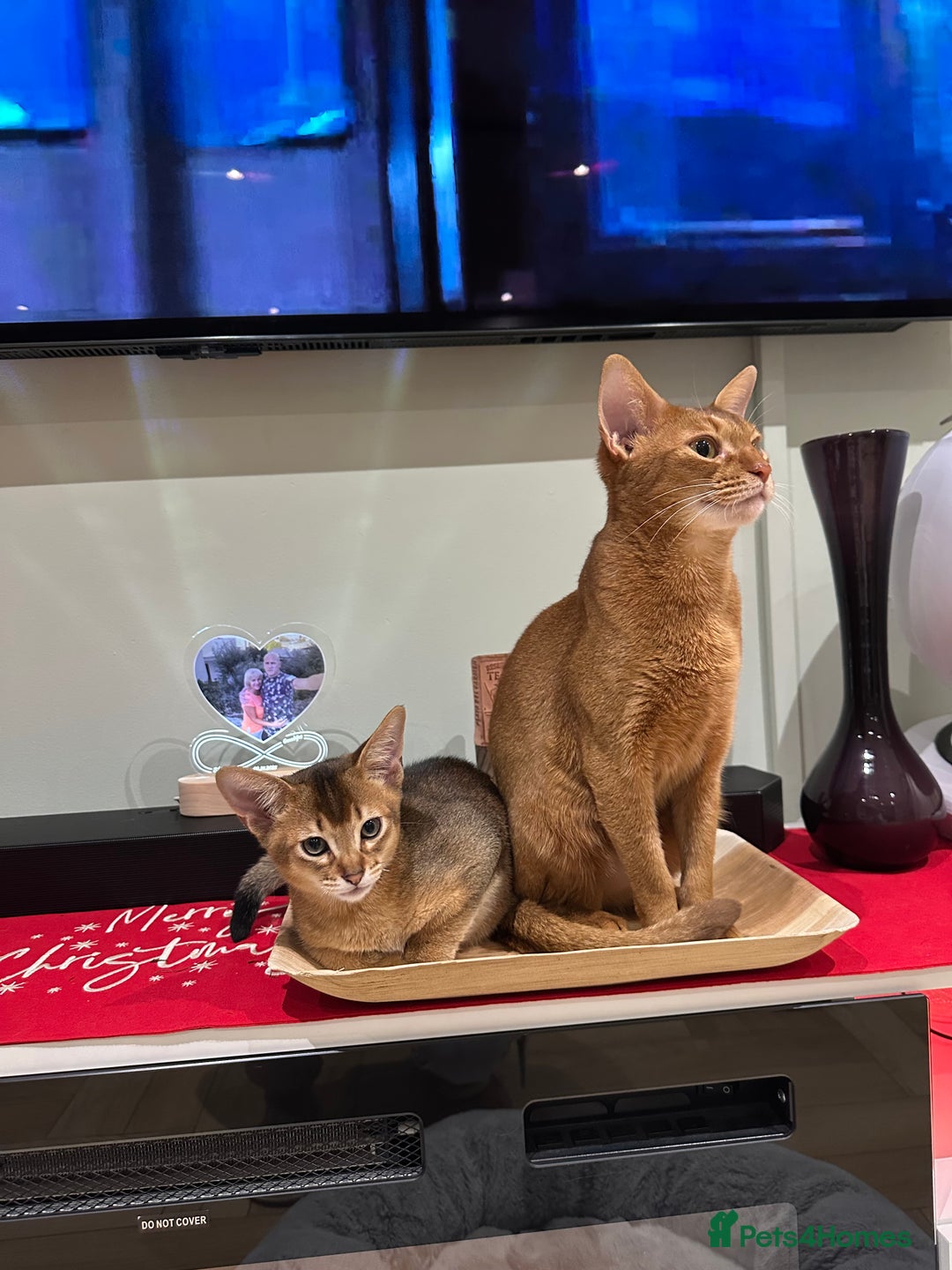 Abyssinian cats for sale: Pedigree Abyssinian kittens  - Advert 19