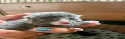 Mixed Breed cats for sale: Russian blue/British short hair  in Godalming - Advert 18