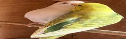 Budgerigars birds for sale: Baby budgies and pairs for sale  - Advert 12
