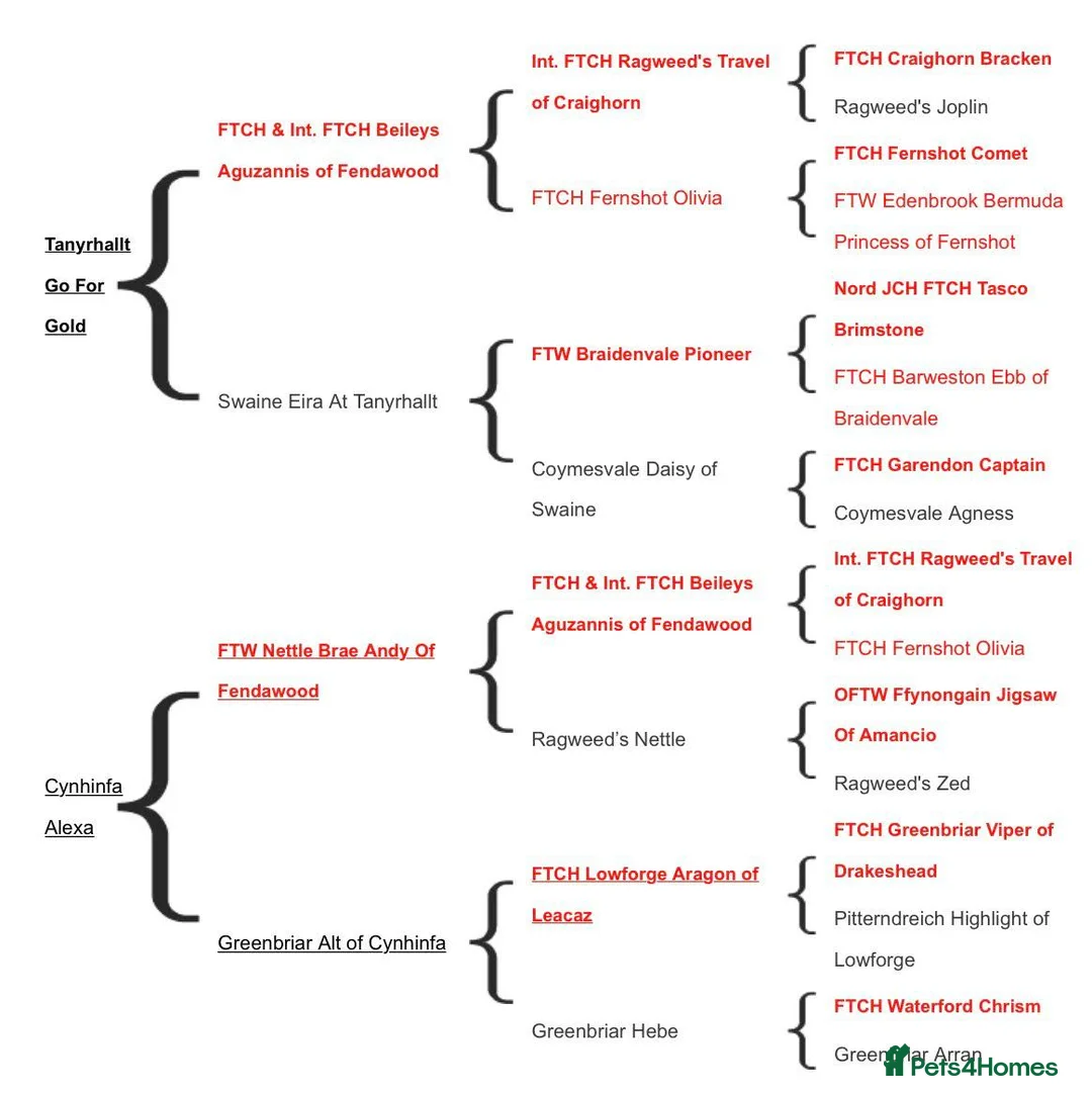 Labrador Retriever dogs for sale: Stunning KC Black and Red Labrador Puppies  - Advert 14