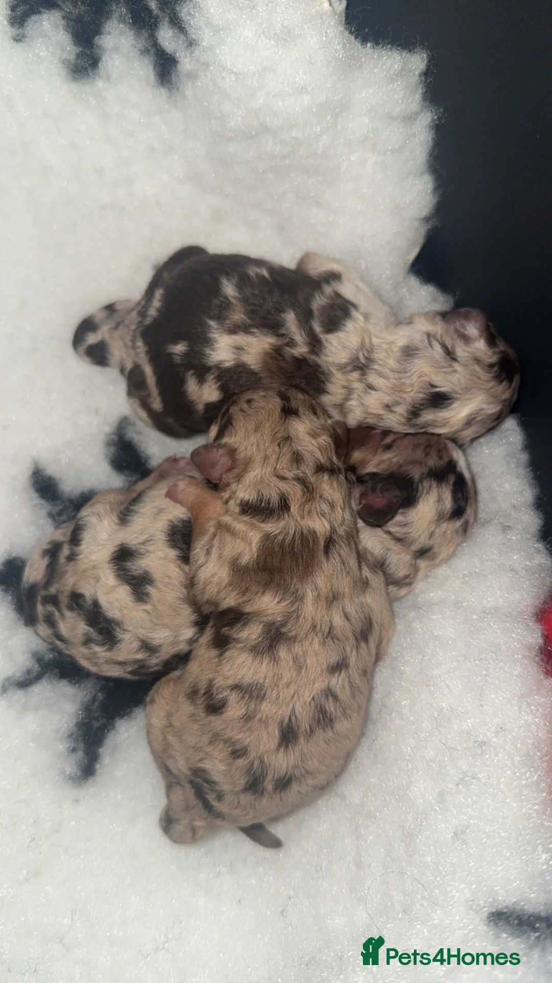 Toy Poodle dogs for sale: CHOCOLATE MERLE Toy Poodles 🍫 🐩  - Advert 4