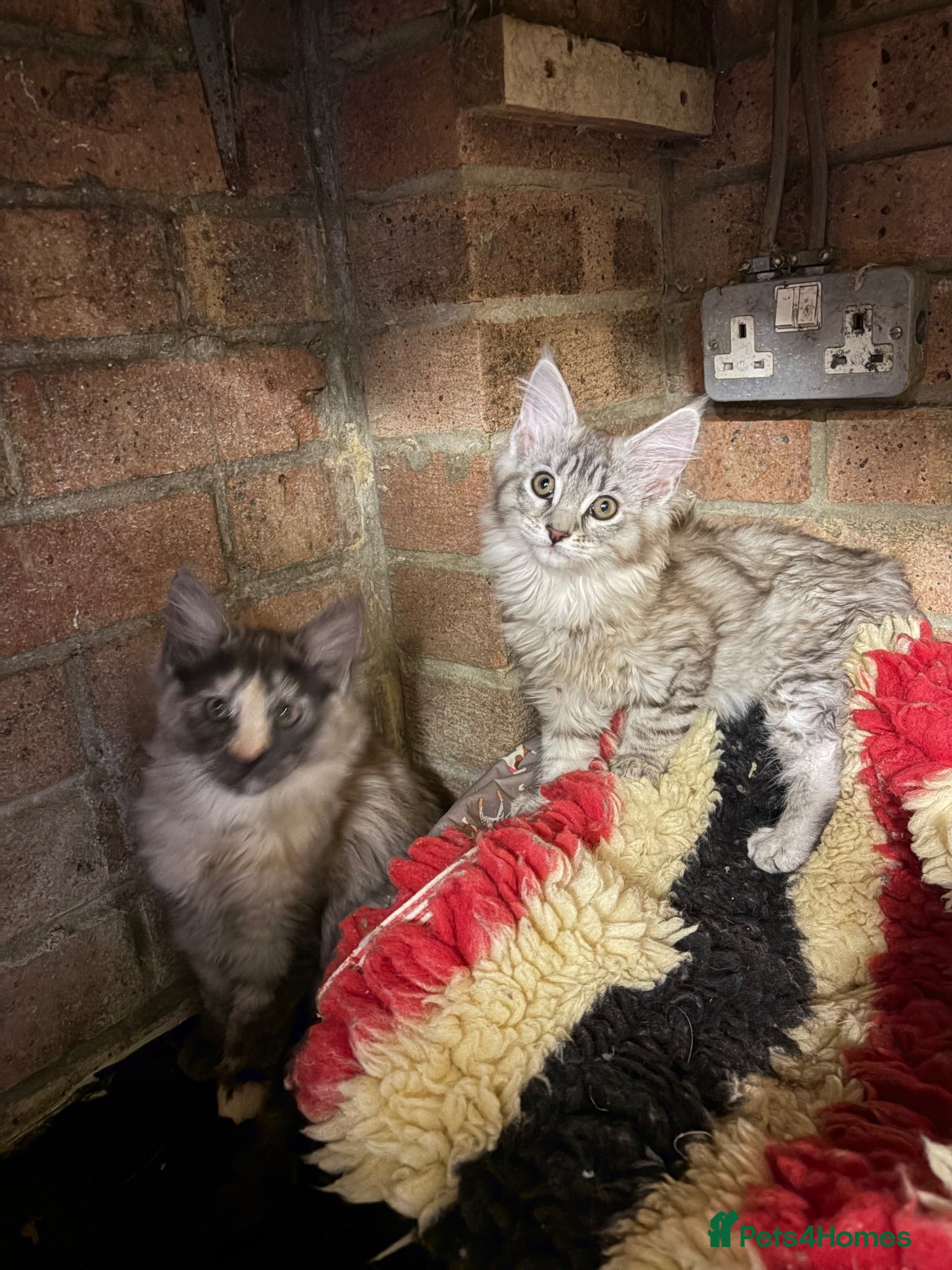 Maine Coon cats *ready soon*Pedigree GCCF MaineCoon girls  - Advert 2