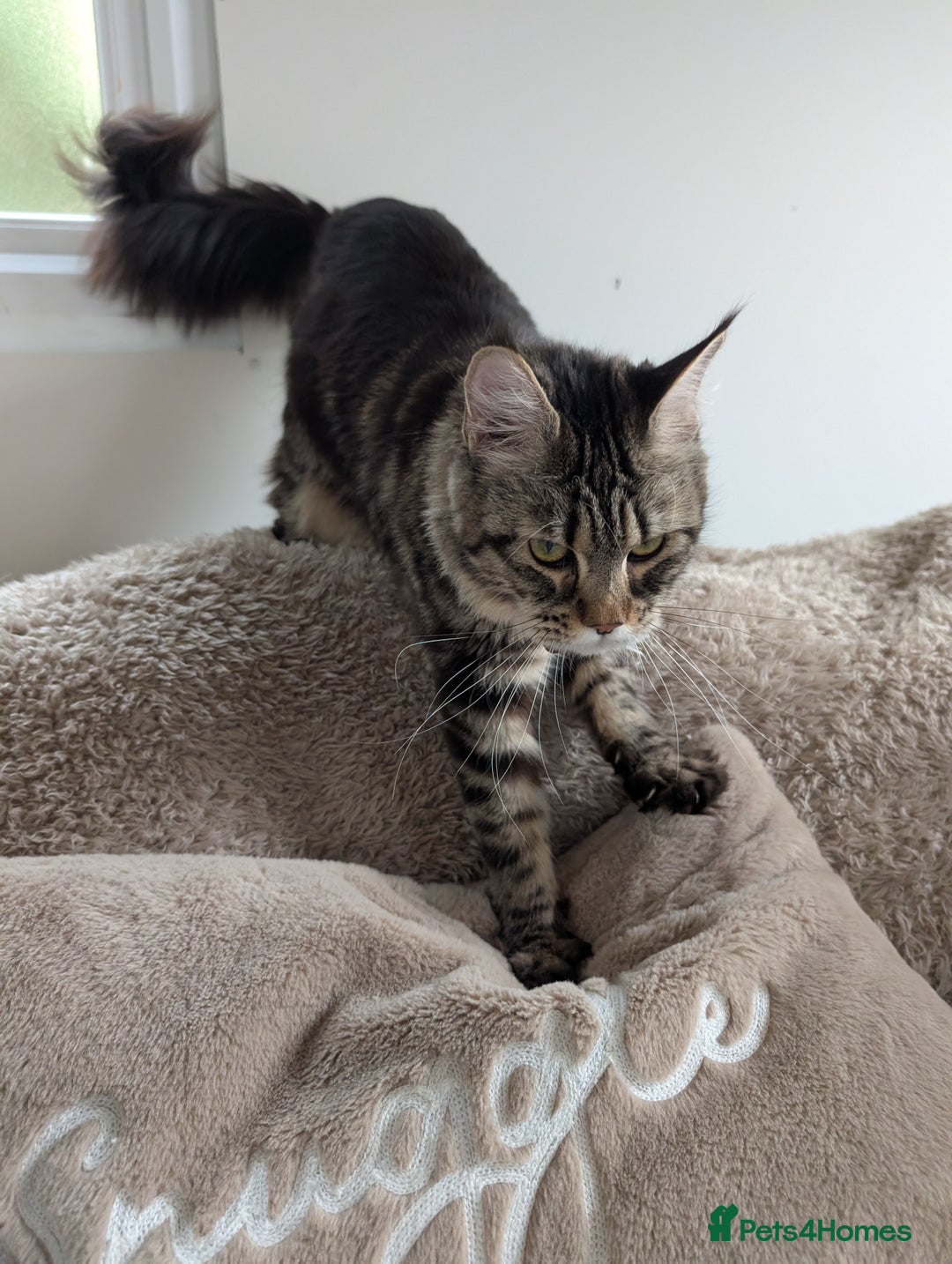 Maine Coon cats for sale: 2x Tica Maine coon sisters  - Advert 6